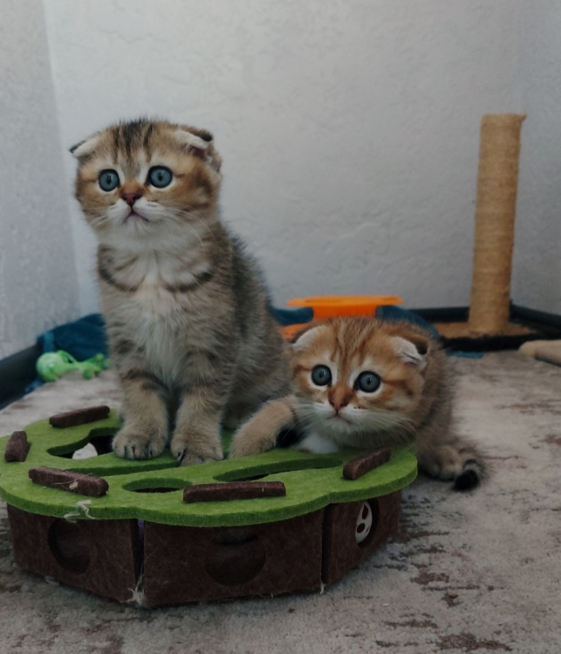 Клубні шотландські кошенята