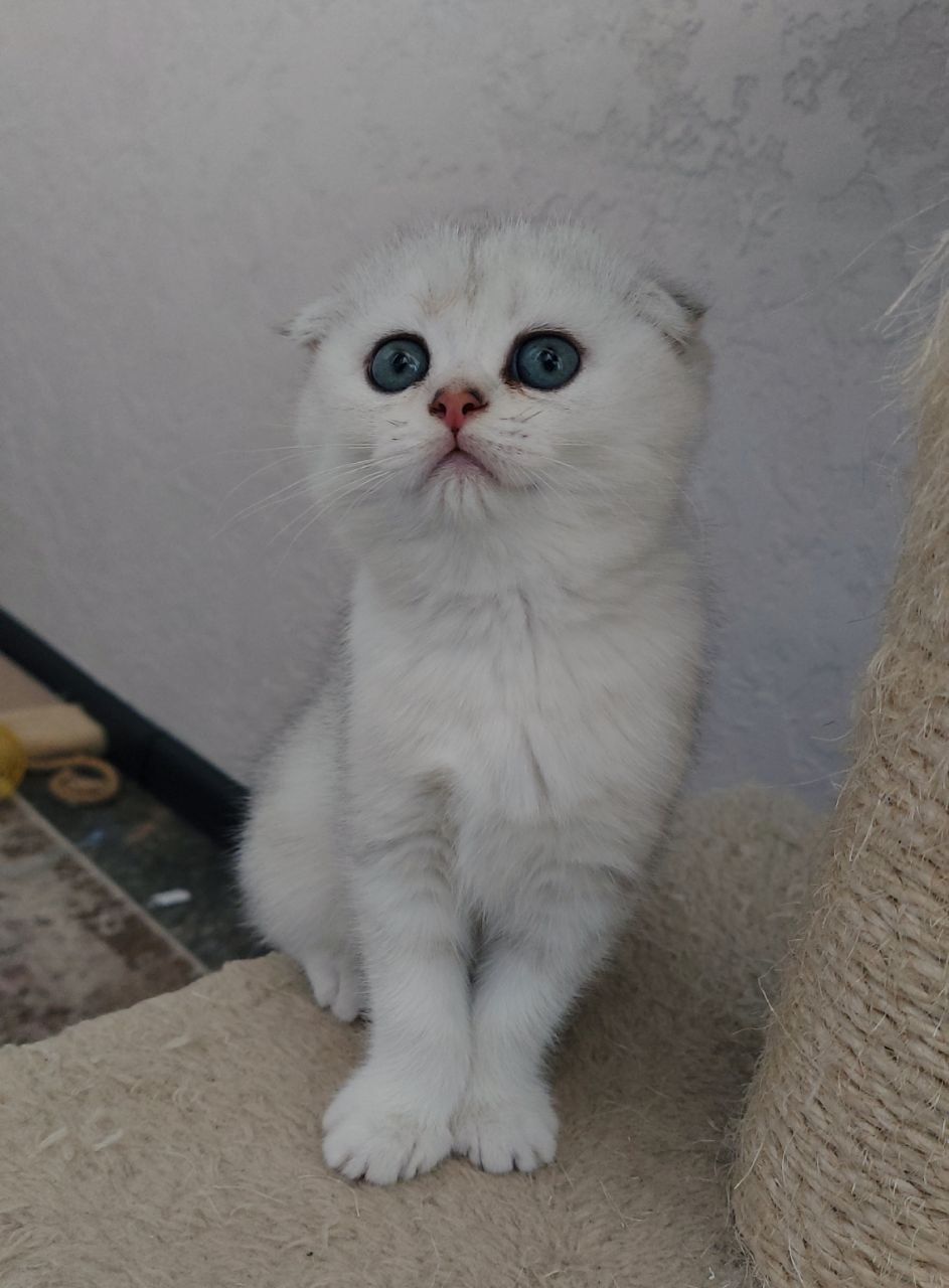 Клубні шотландські кошенята
