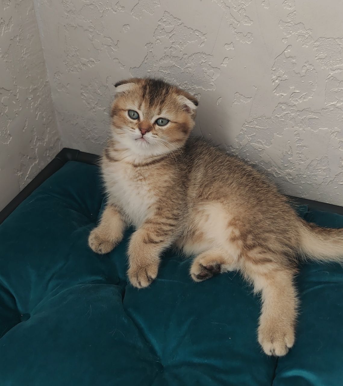 Клубні шотландські кошенята