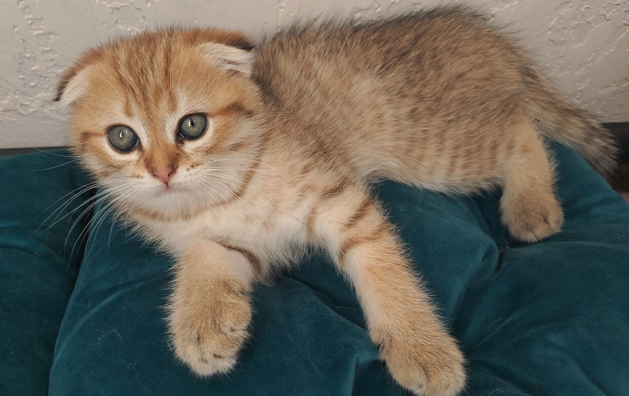 Клубні шотландські кошенята