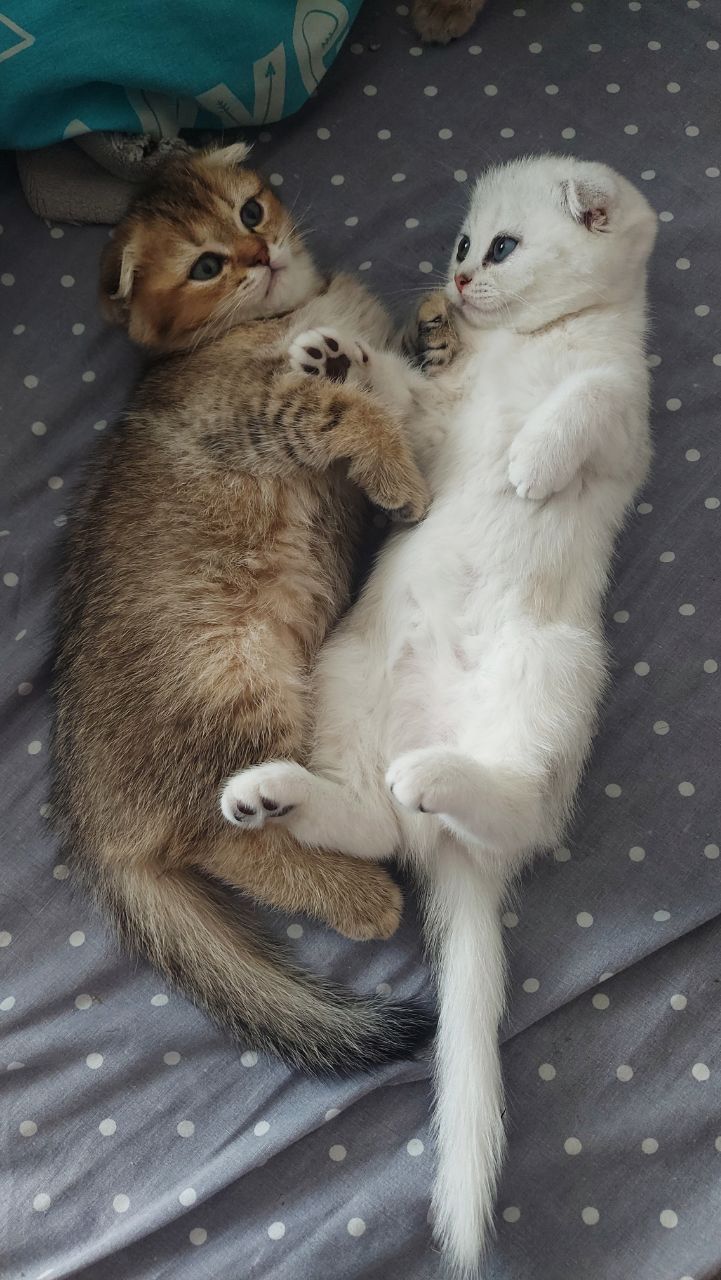 Клубні шотландські кошенята