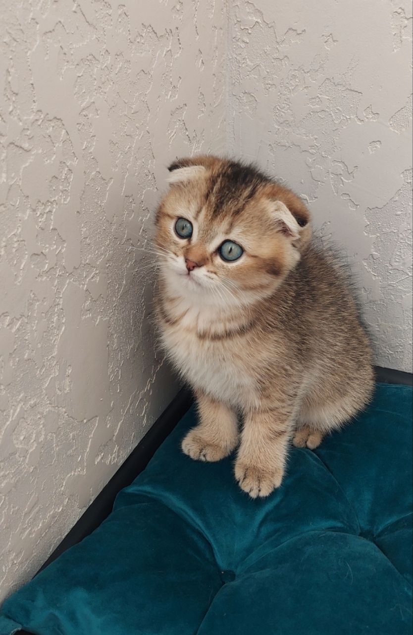 Клубні шотландські кошенята