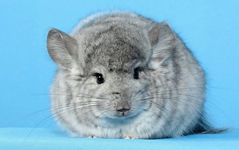 Шиншила хлопчик стандартна ангора