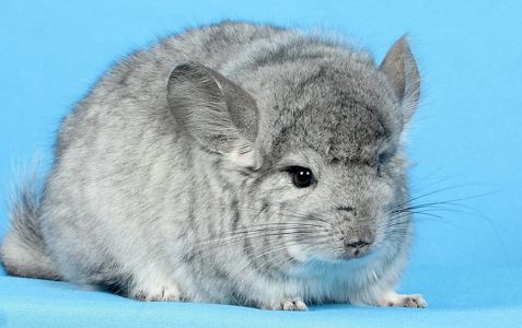 Шиншила хлопчик стандартна ангора