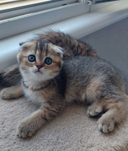 Клубні шотландські кошенята