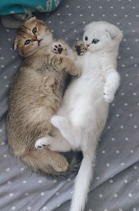 Клубні шотландські кошенята