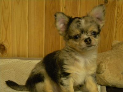 Шикарний хлопчик на ім'я Крош