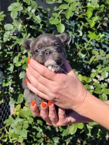 Французский бульдог дівчинка флаффі