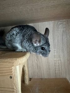 Шиншиллы мальчики