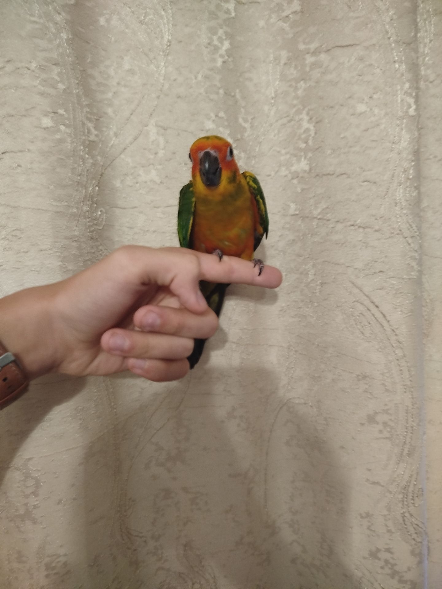 Продам пташенят сонячної аратинги!