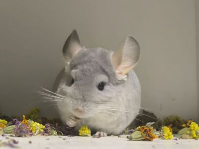 Самки шиншилки Голубий і Білий Діамант