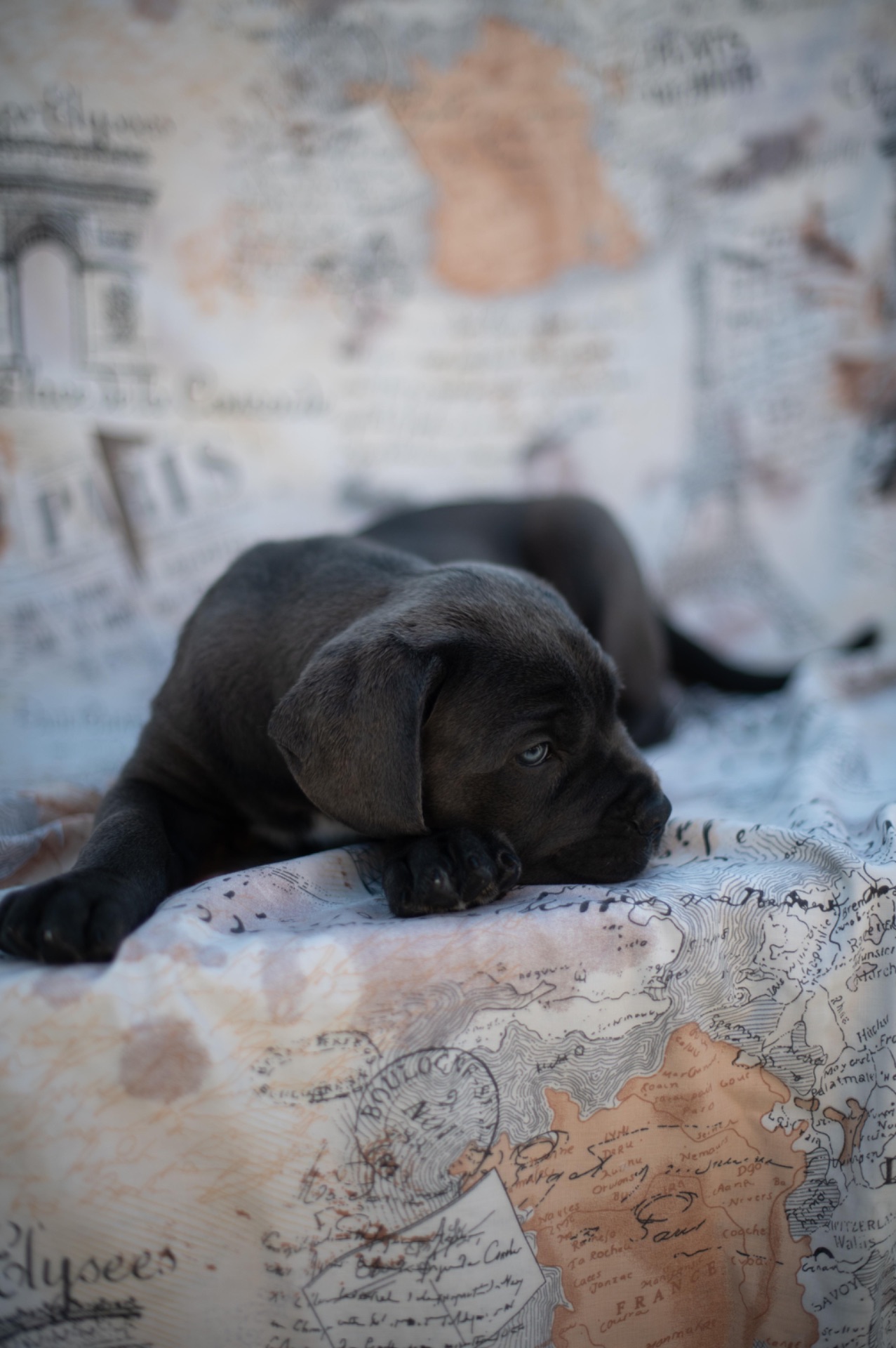 Cane de Corso Italiano