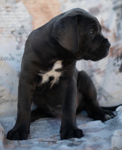 Cane de Corsi Italiano
