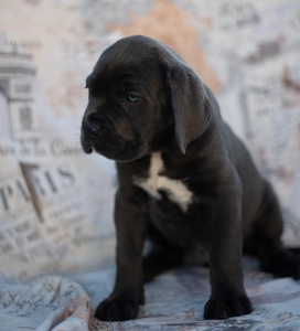 Cane de Corsi Italiano