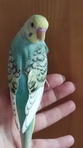 Радужные волнистые попугаи