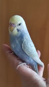 Радужные волнистые попугаи