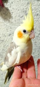 Корела малюк Ярик