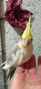 Корела малюк Ярик