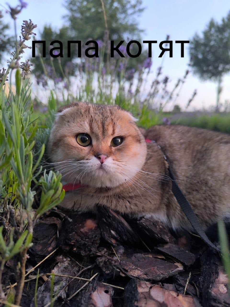 Клубні шотландські кошенята