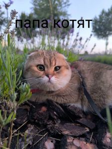 Клубні шотландські кошенята