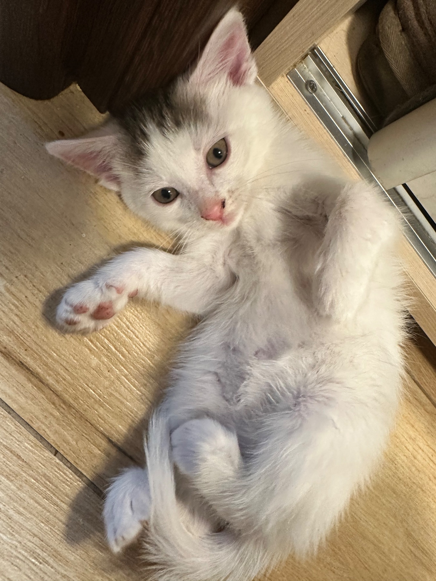 Кошенята метиси