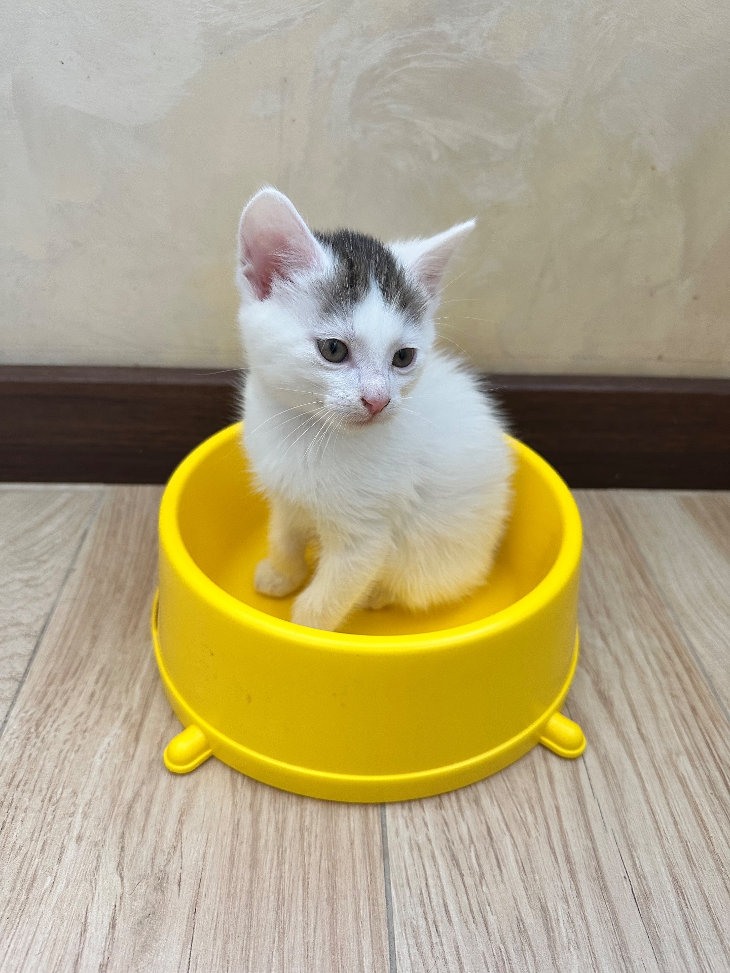 Кошенята метиси