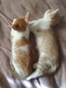 Ласкаві кошенята чекають на люблячу родину