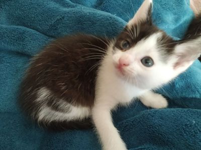 Ласкаві кошенята чекають на люблячу родину