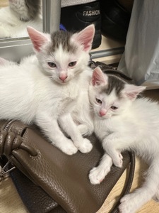 Кошенята метиси
