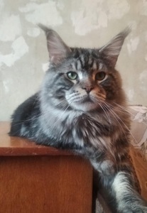 Кошеня Мейн-кун хлопчик блакитний мармур