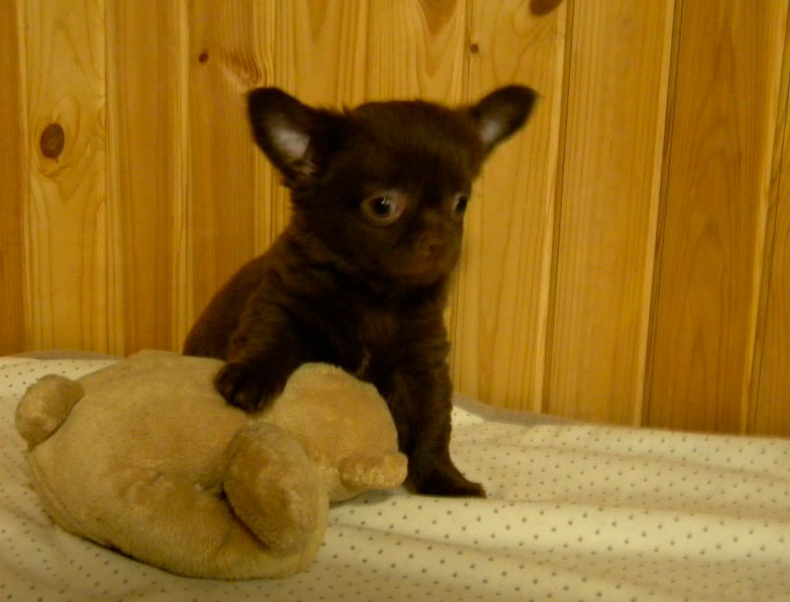 Гарненький хлопчик на ім'я Каспер шоколадного забарвлення