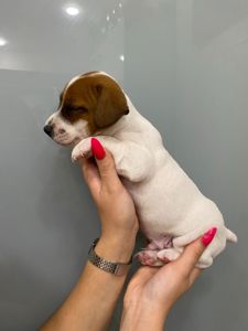Цуценя джек рассел