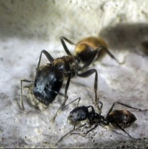 Пробкоголові екзотичні мурахи Colobopsis leonardi