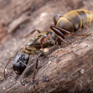 Пробкоголові екзотичні мурахи Colobopsis leonardi