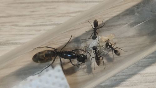 Пробкоголові екзотичні мурахи Colobopsis leonardi