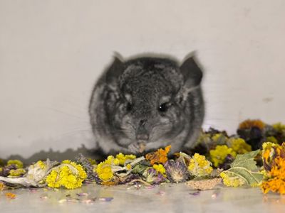 Сіра гарна шиншилка дівчинка