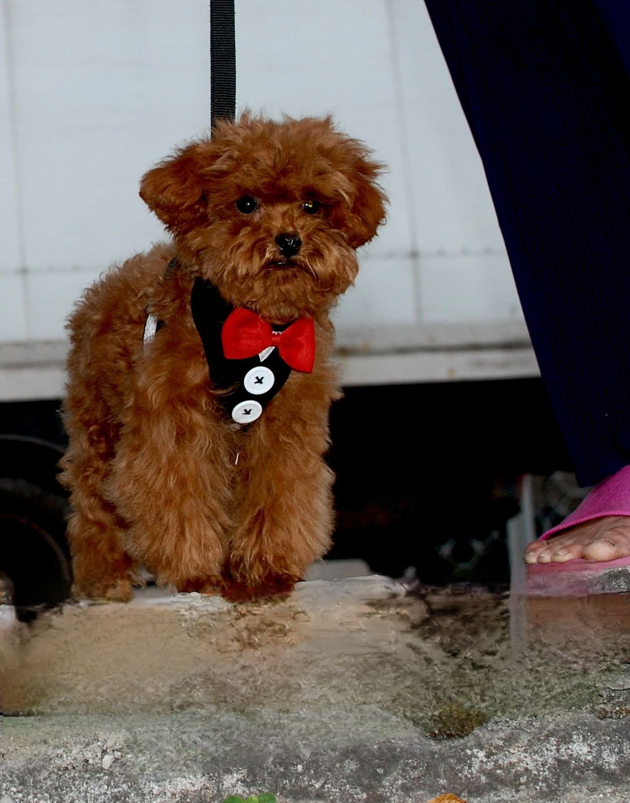 Мальчик той пуделя