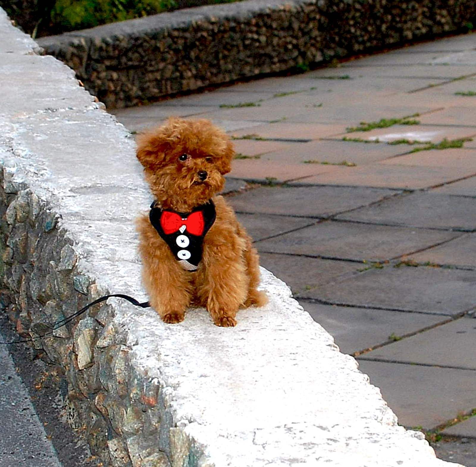 Мальчик той пуделя