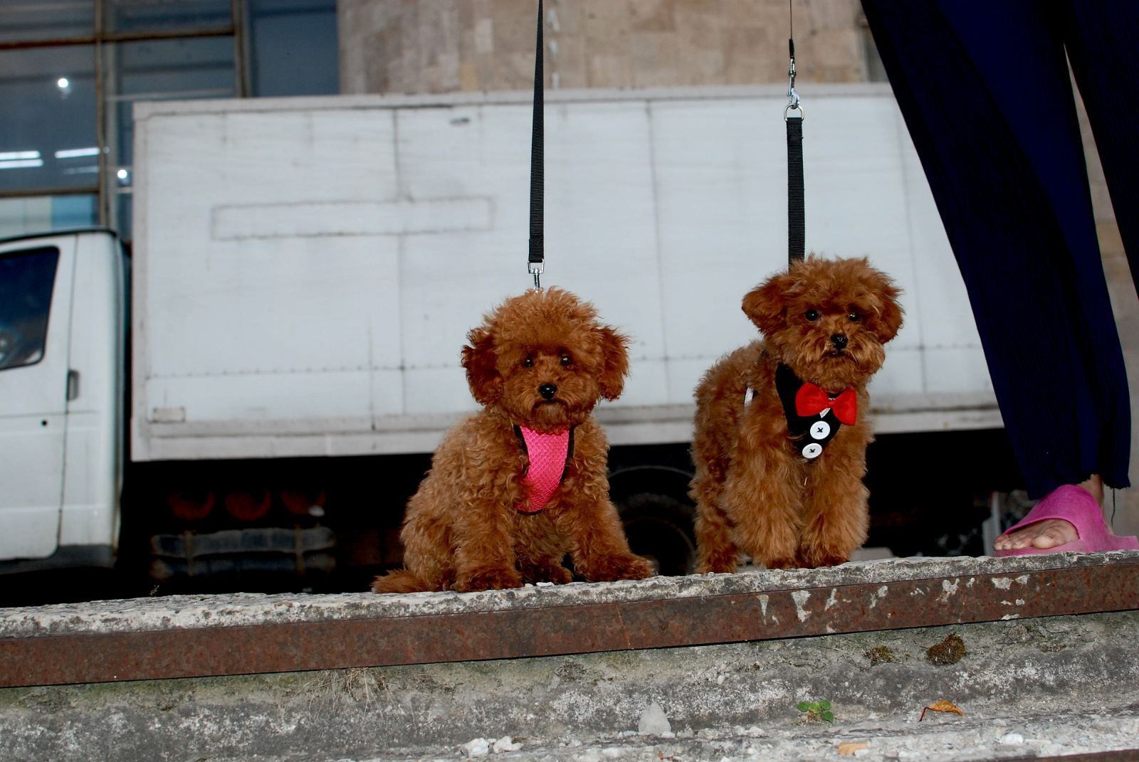 Мальчик той пуделя
