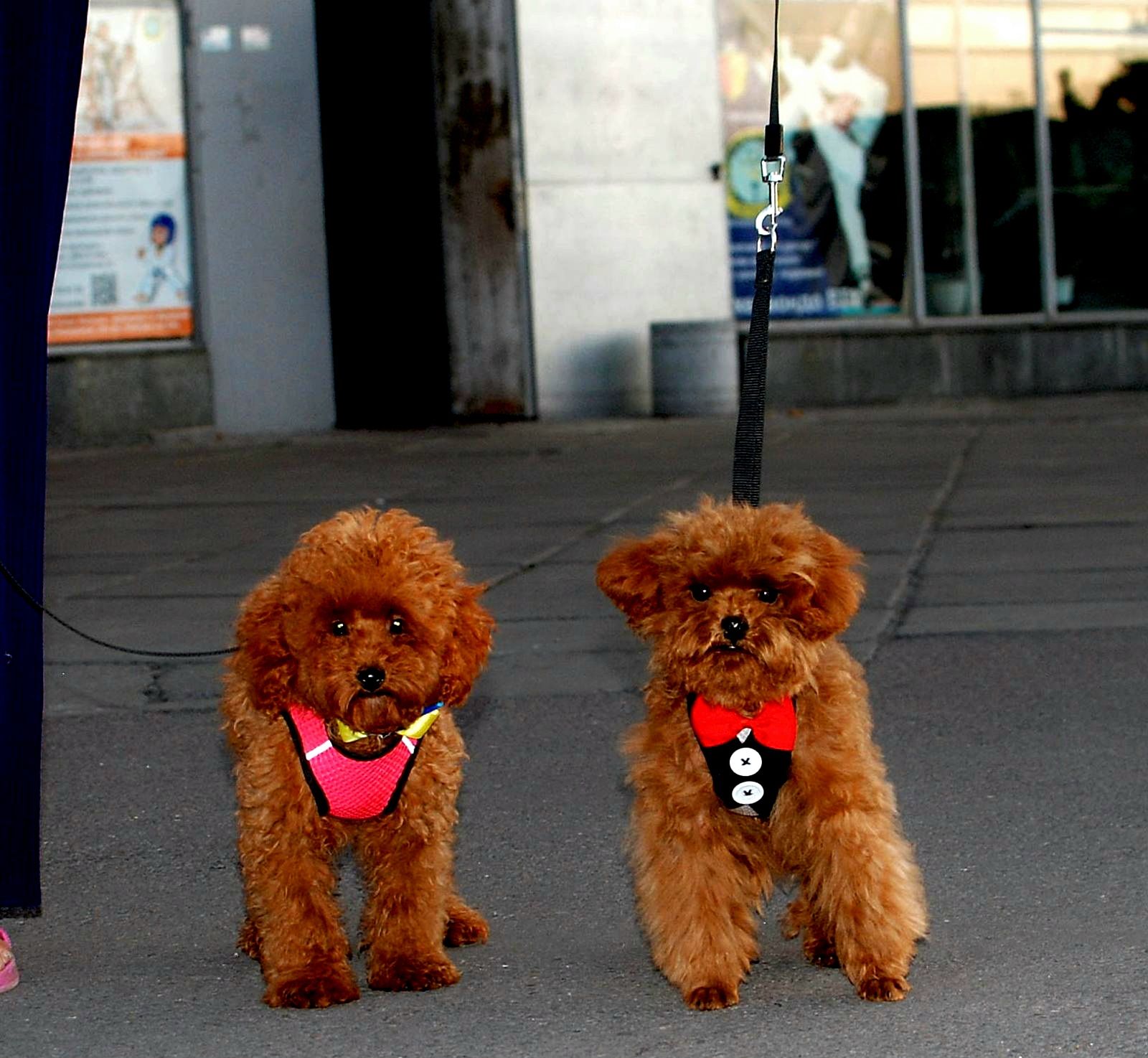 Мальчик той пуделя