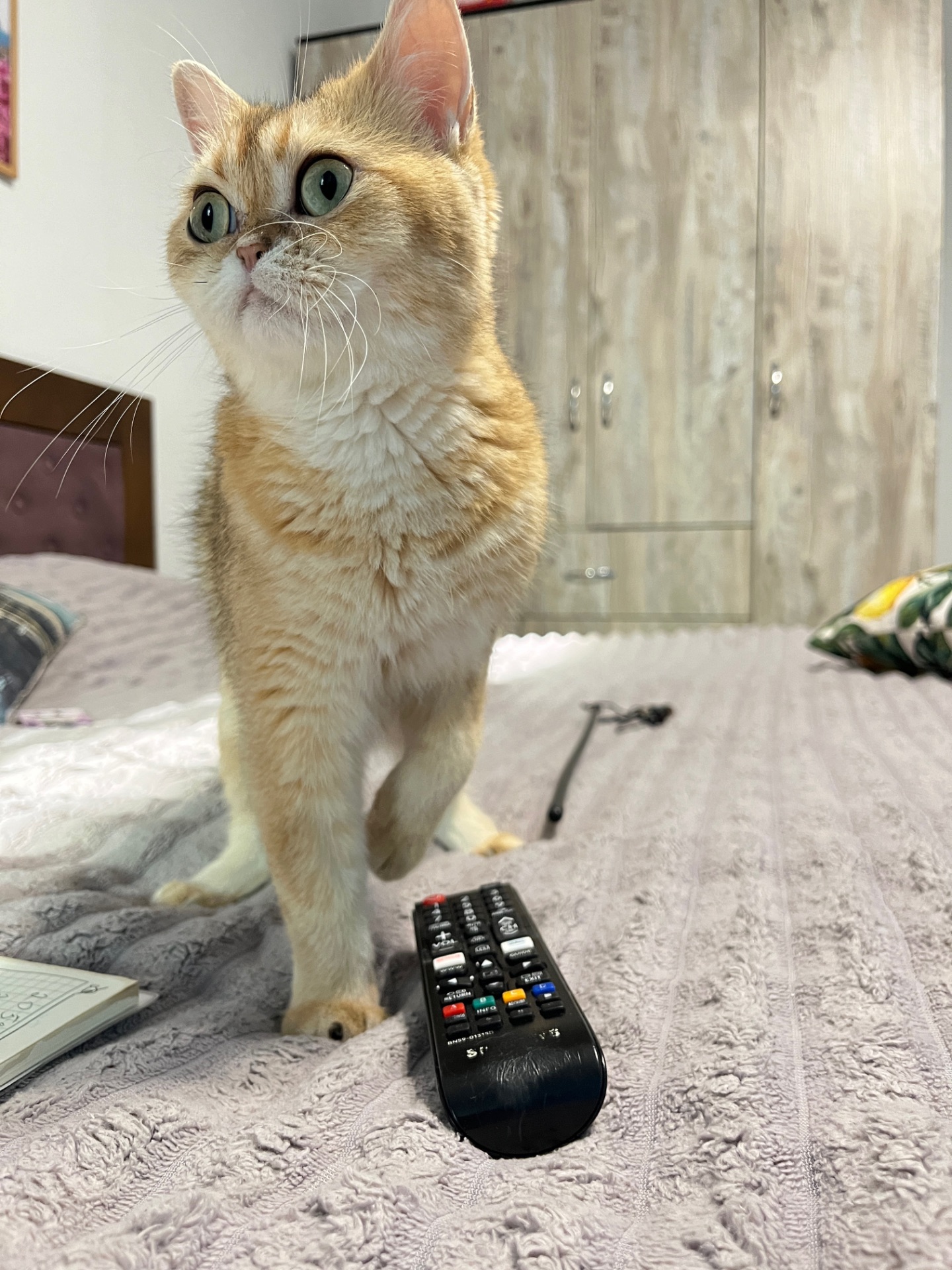 Котенок серебристая шиншила