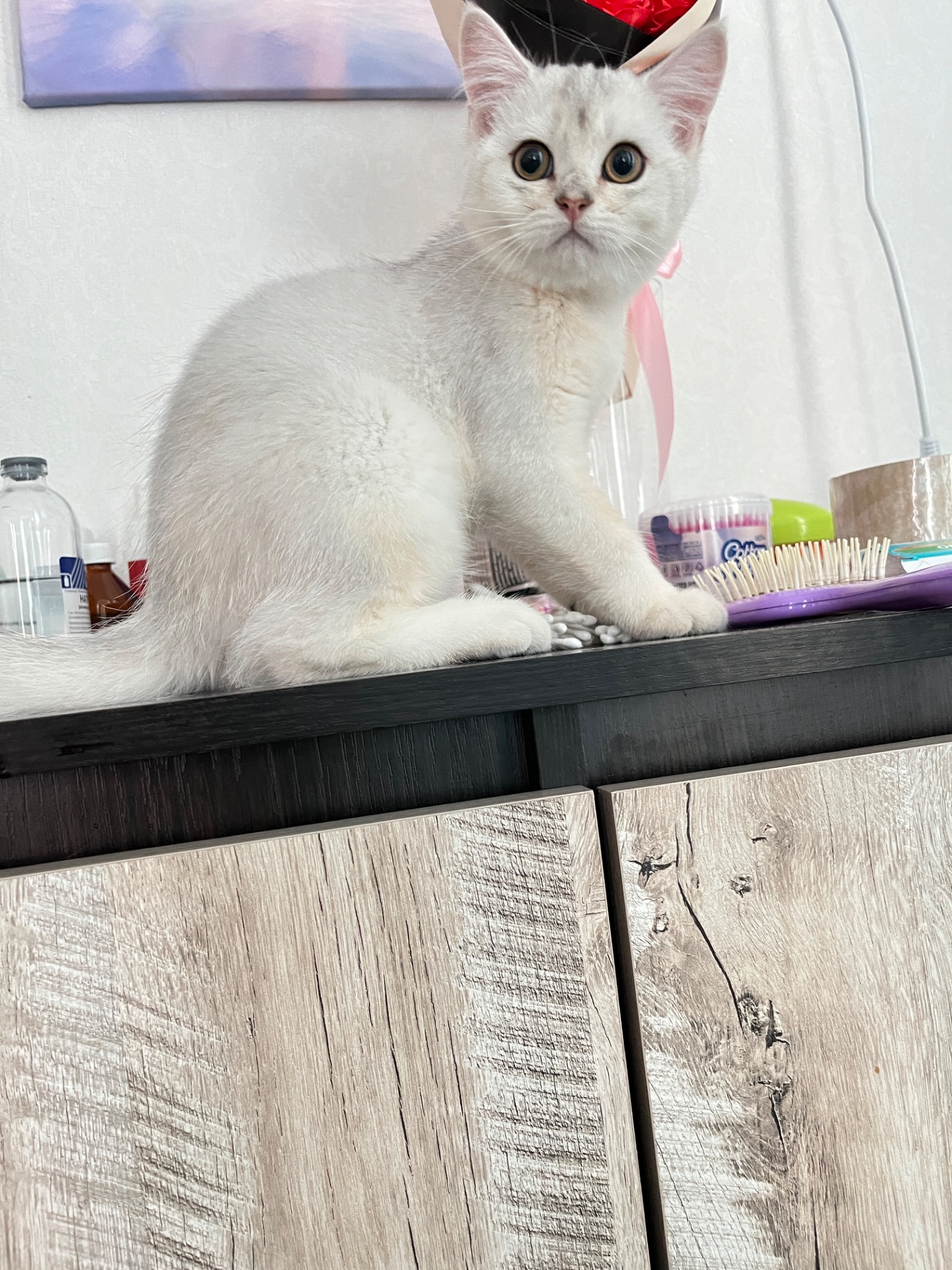 Котенок серебристая шиншила