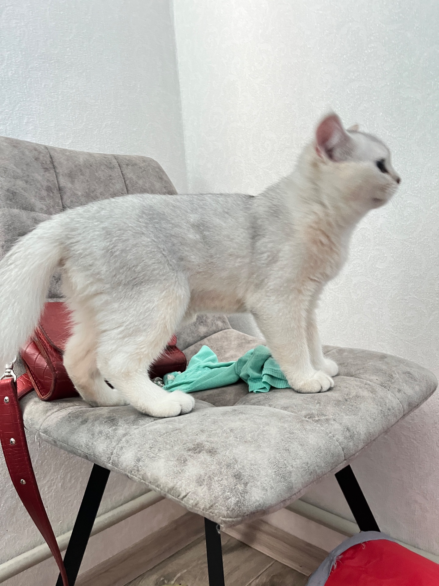 Котенок серебристая шиншила