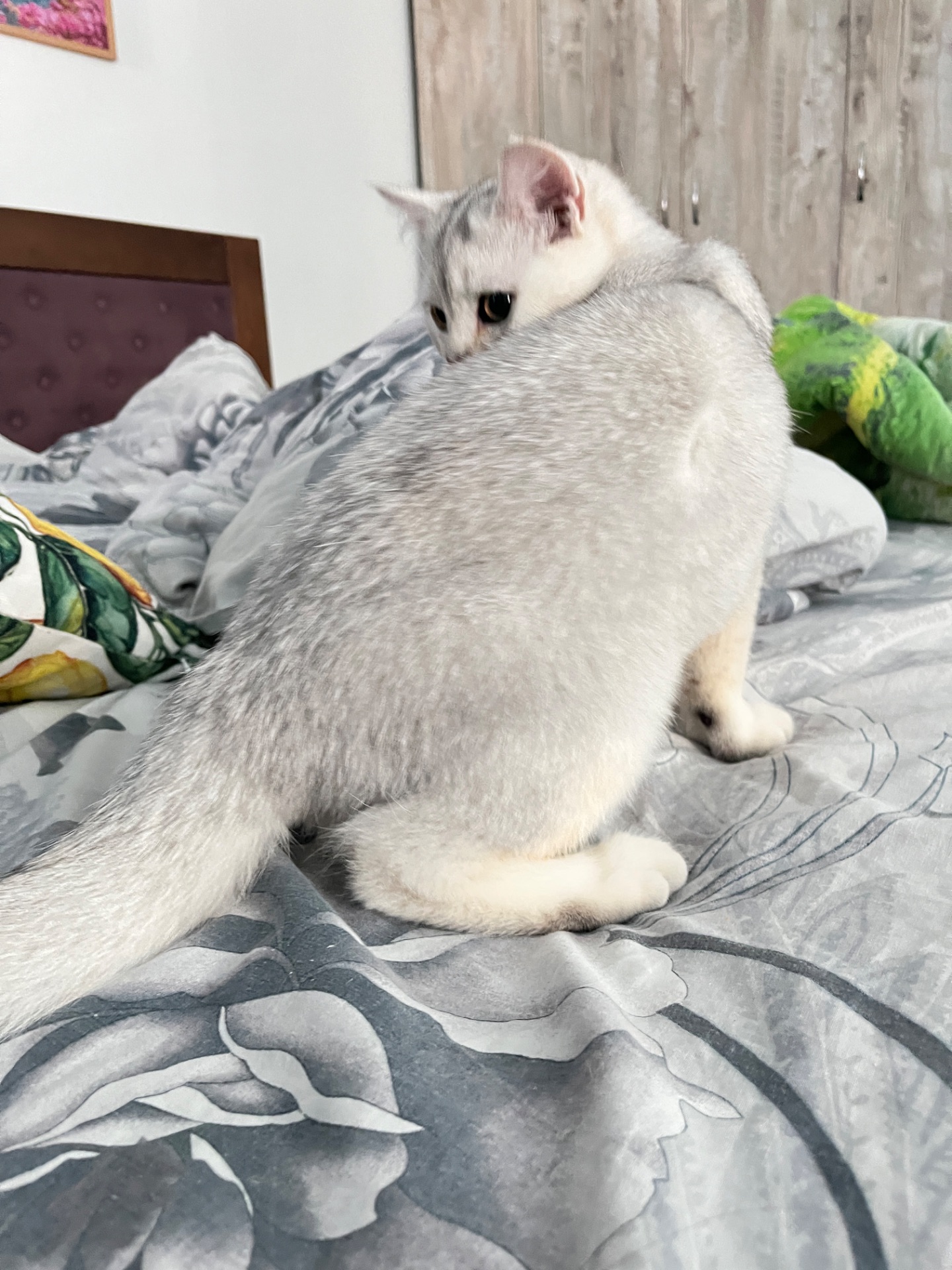 Котенок серебристая шиншила