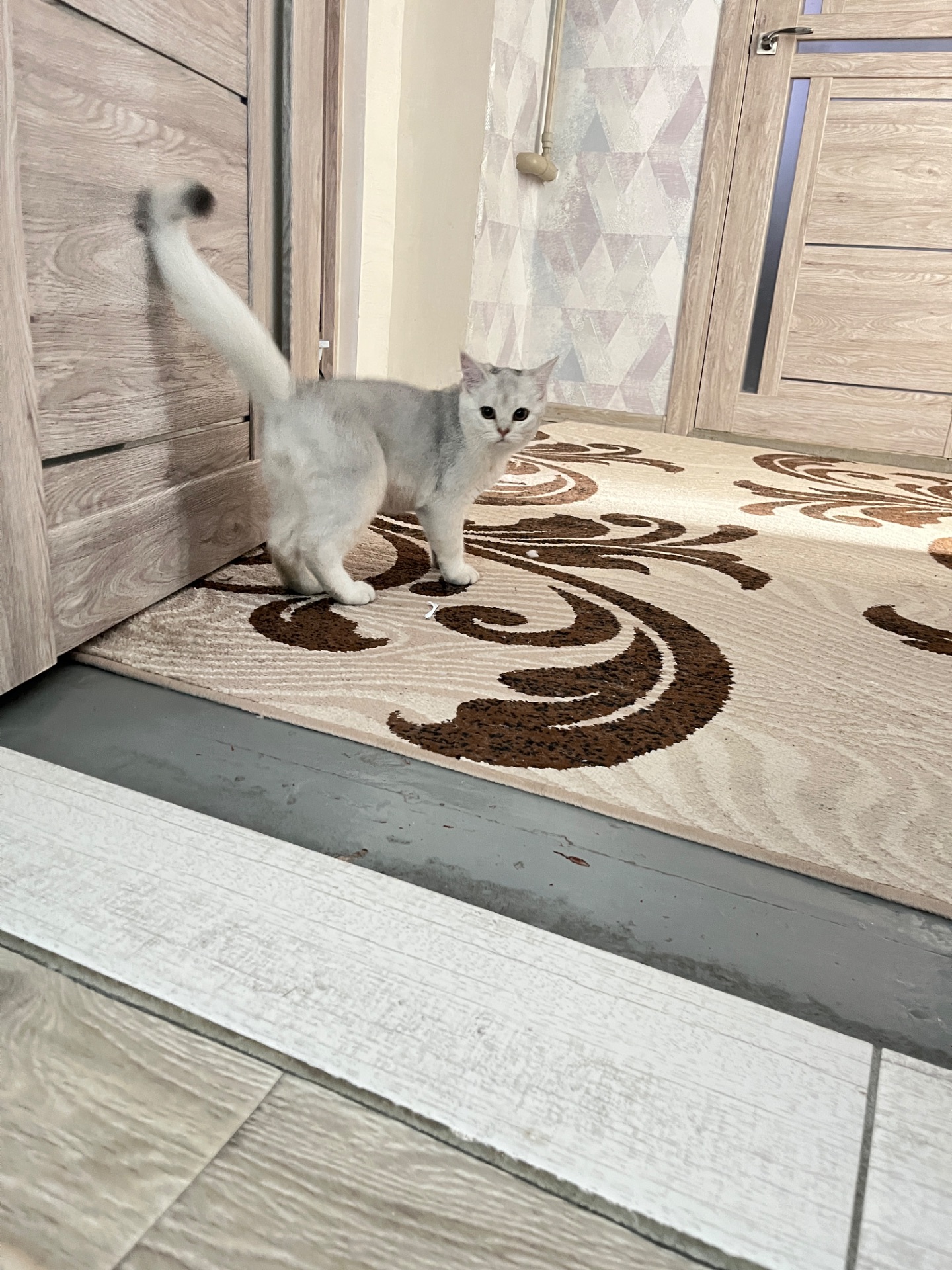 Котенок серебристая шиншила