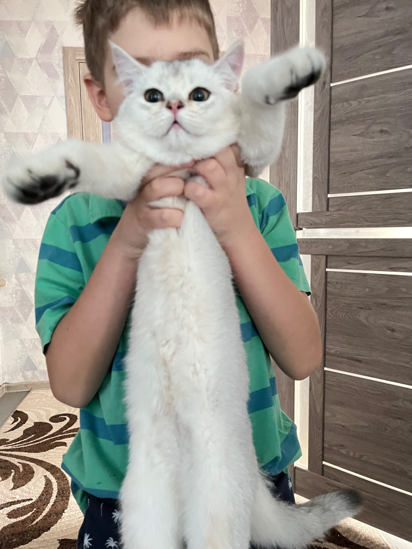Котенок серебристая шиншила