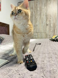 Котенок серебристая шиншила