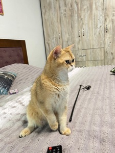 Котенок серебристая шиншила