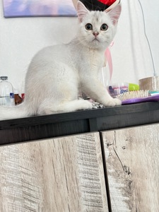 Котенок серебристая шиншила
