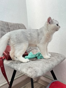 Котенок серебристая шиншила